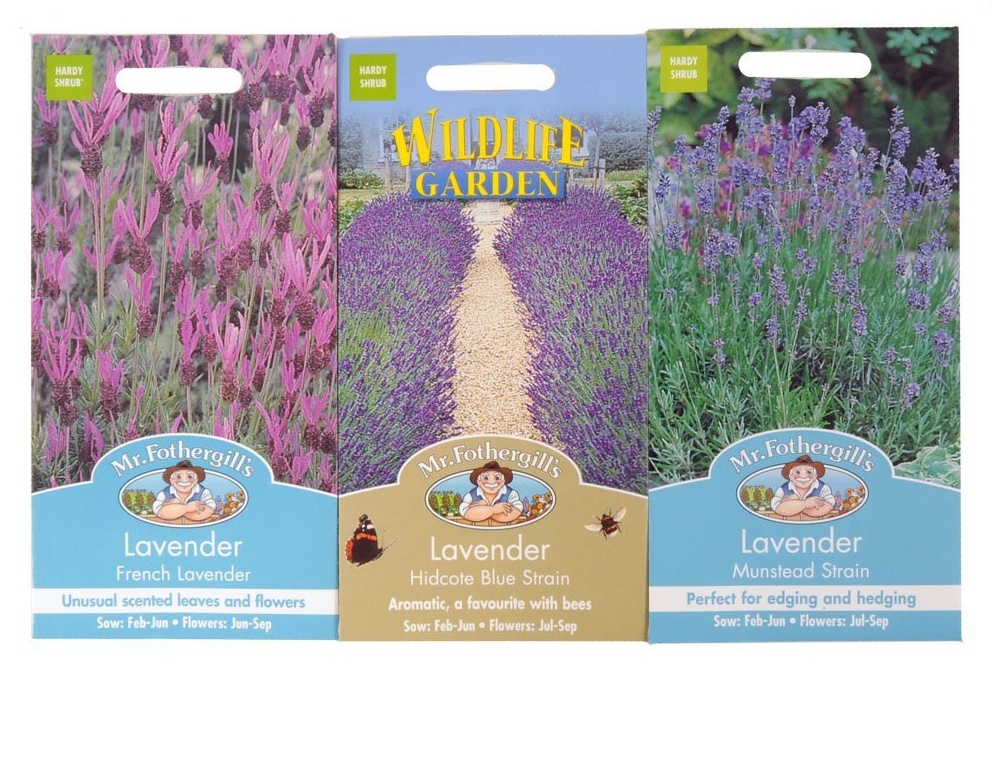 wallpaper gue jual biji bunga lavender asli untuk wallpaper gue jual biji bunga lavender asli untuk