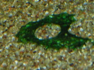 Cyanobactérie sur le sable