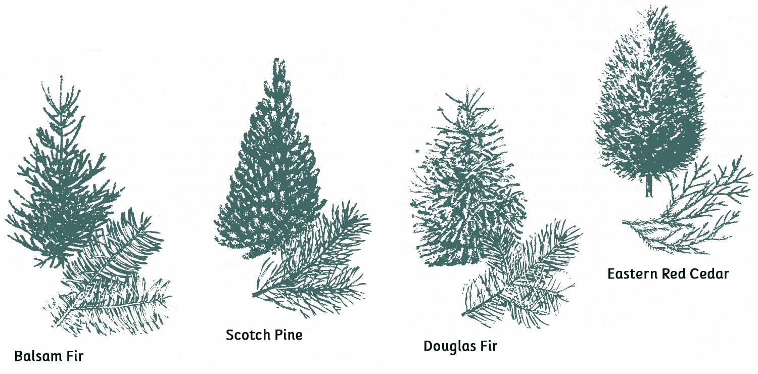 decor selecting a christmas tree kstylick latest decor selecting a christmas tree kstylick latest