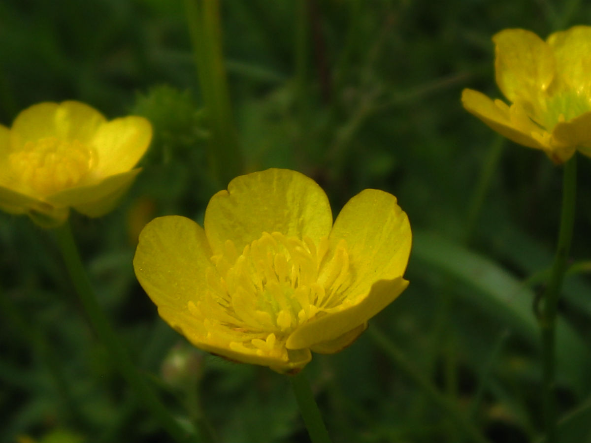 The Orchard Year Buttercups
