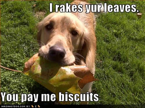 funny-dog-pictures-leaves-biscuits.jpg