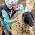 It's Not So Much About Sex As It Is Power, They Told The Sheep Later During Counselling.