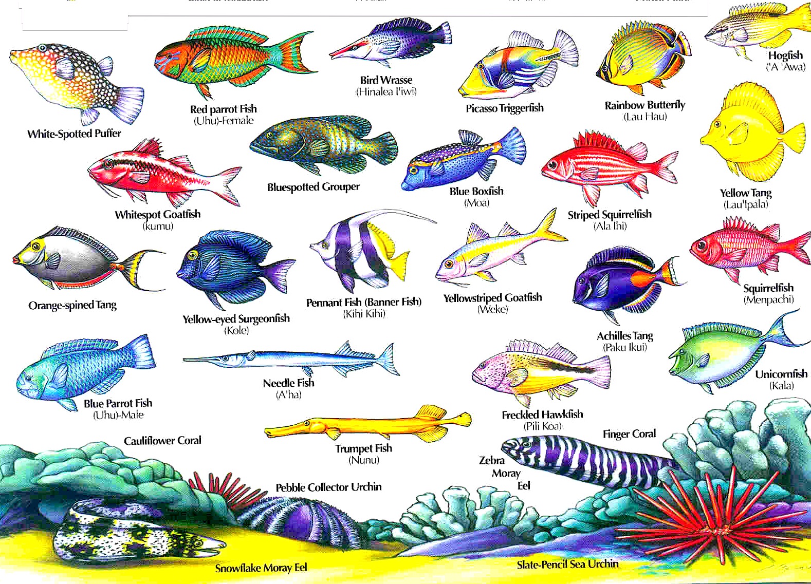 Hawaiian Reef Fish Chart