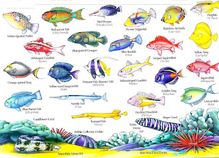 Big Island Hawaii Reef Fish Pictures