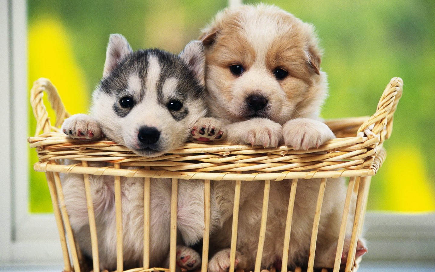Imagenes Tiernas Perros