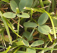 photograph of three leafed clovers