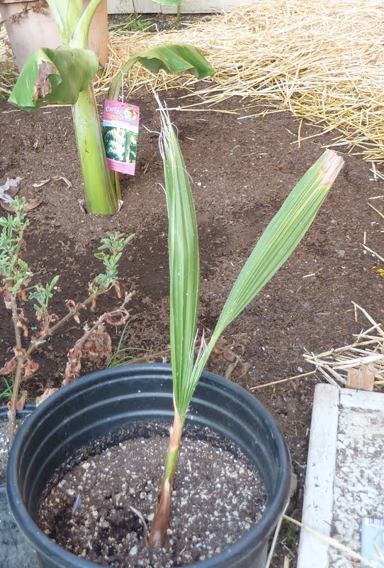 Gidget's Garden Plants that volunteer in the garden