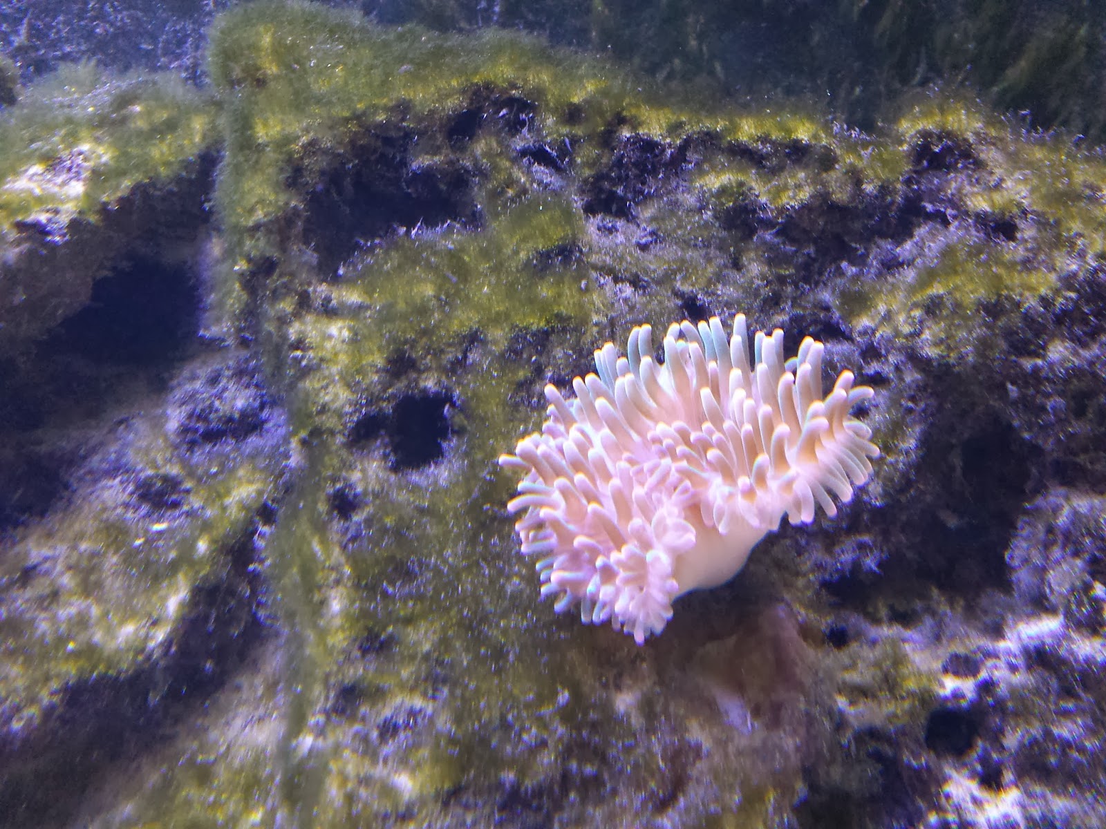 Vodka Dosing 180 gallon The Reef Tank