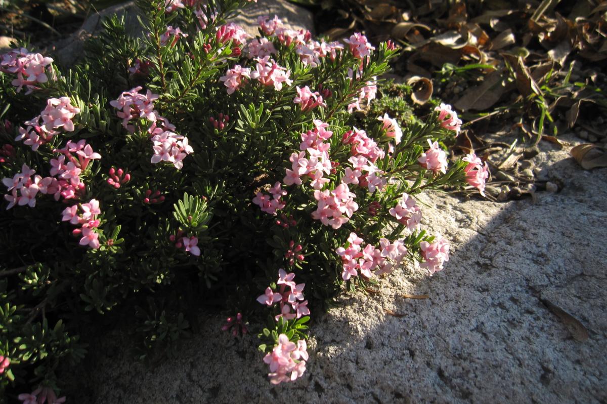 Pin By We Garden Too On Shrubs And Flowering Shrubs Weigela