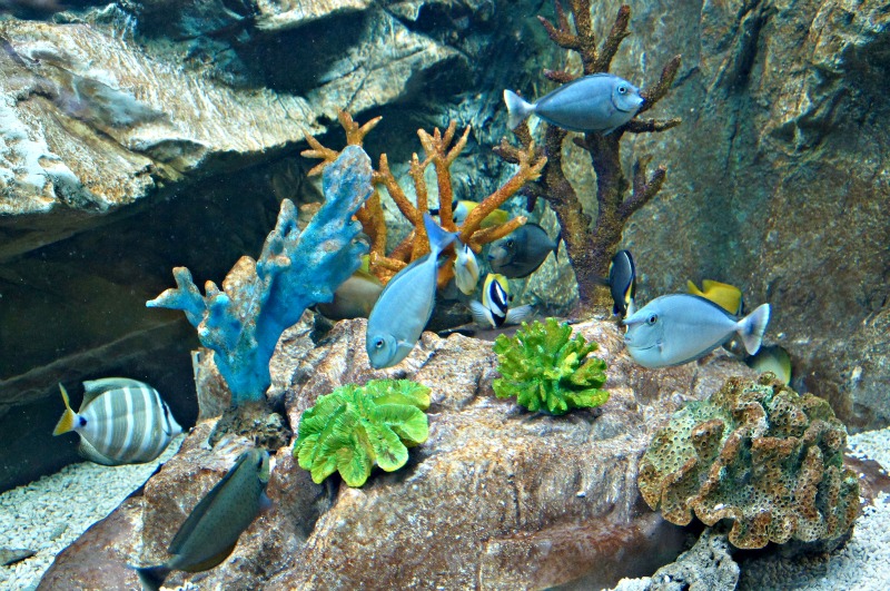 E.B Blue Coral AquariumKL Tower