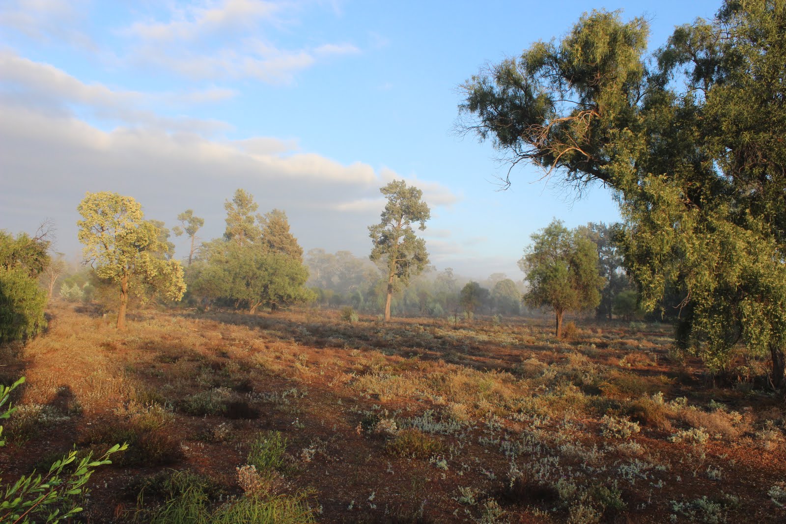 TIM DOLBY'S TRIP REPORTS & BIRDING TOURS Round Hill & Nombinnie NR and