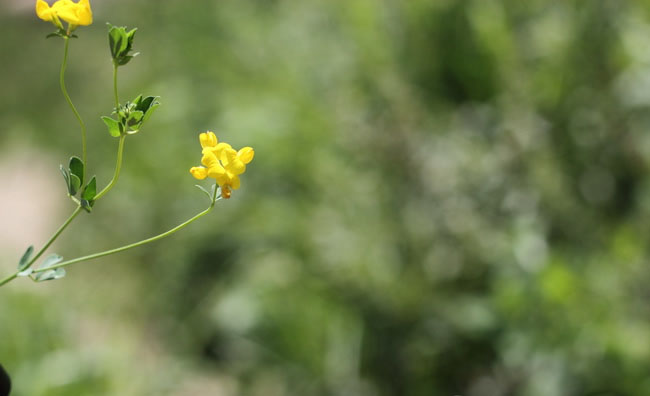 Birds-Foot Trefoil Flowers Birds-Foot Trefoil Flowers