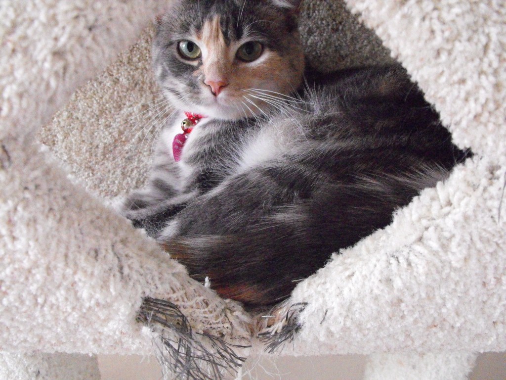 Darling Petunia Eloise Says Hello