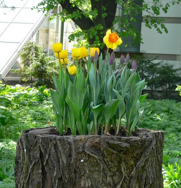 Bonitas jardineras en troncos de árboles. | Quiero más diseño