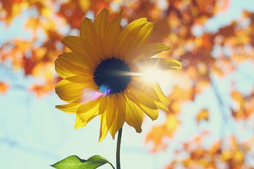 girasol