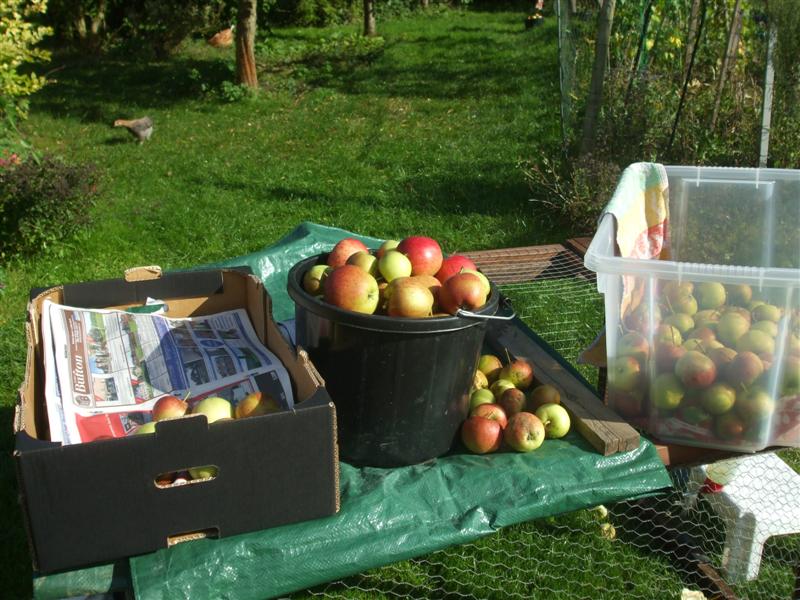 The Compost Bin Apple picking a bumper harvest!
