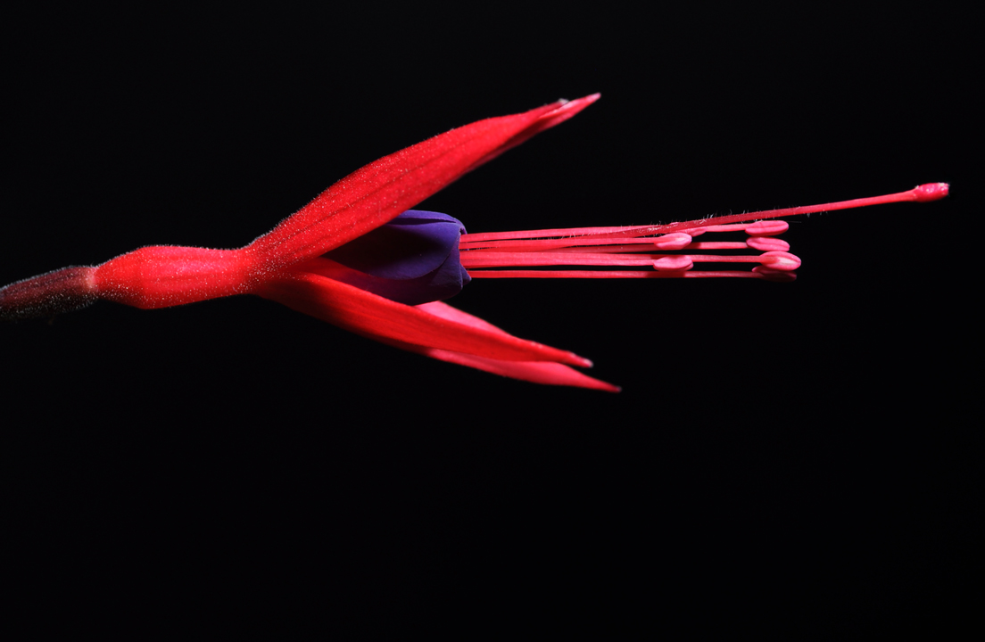 Pink Flower Black Background