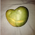 Teenage Mutant Ninja Mango
