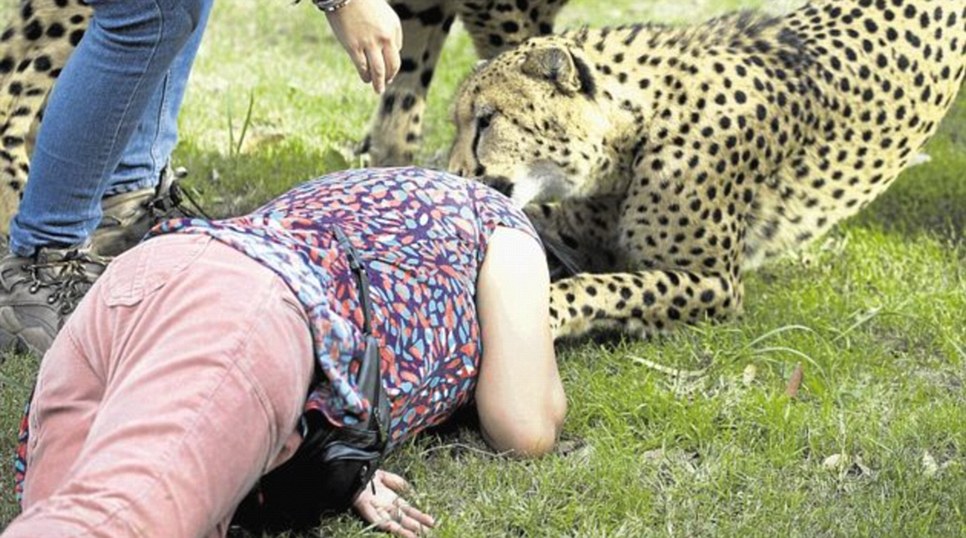 The moment British woman was mauled by 'tame' cheetahs at holiday safari park and had to play