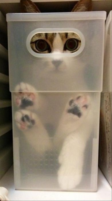 hide-cat-3.jpg