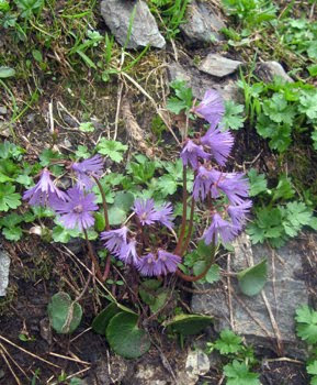 Soldanella Pusilla  (Soldanella della silice)