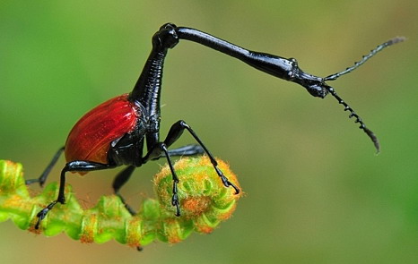 Image result for Giraffe Weevil