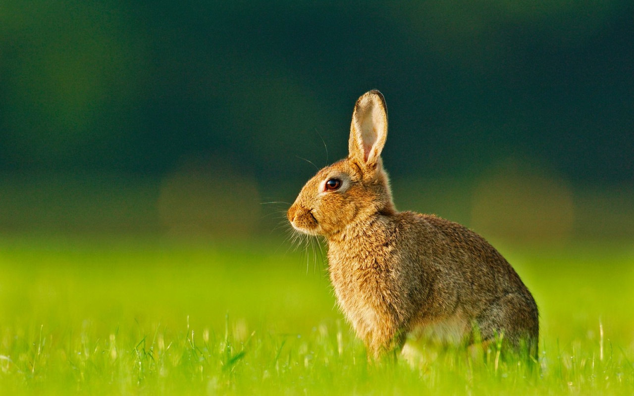 Rabbits HD Wallpapers (High Definition) Free Background