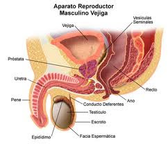 sistema reproductor masculino