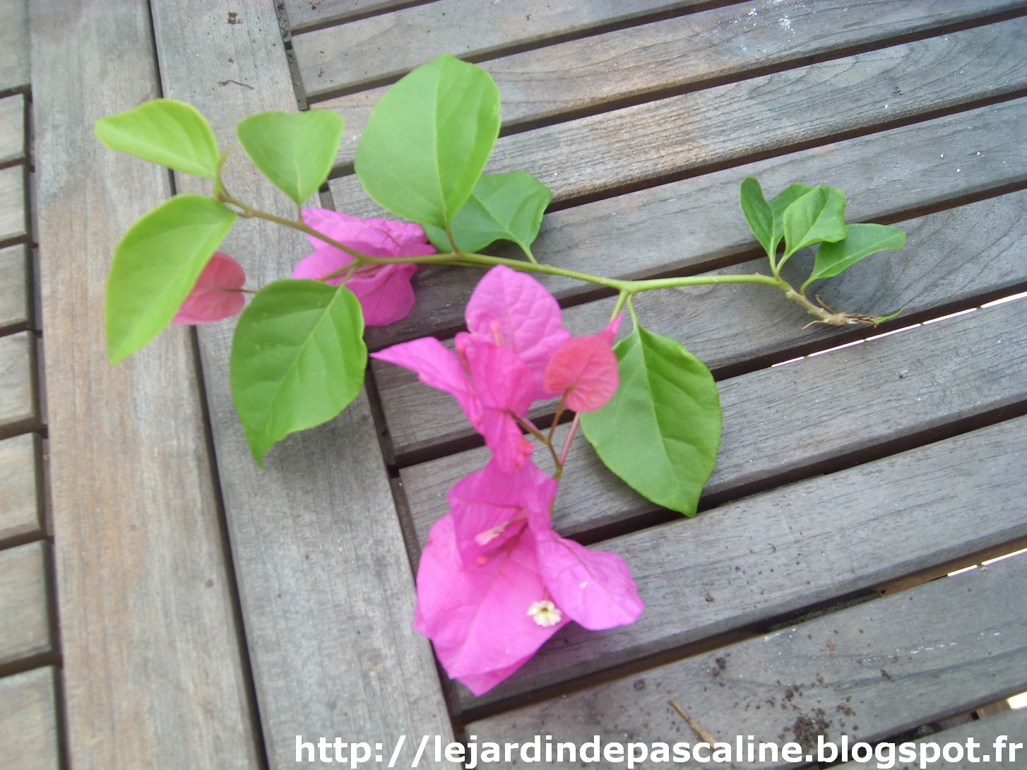 Le Jardin De Pascaline Bouturer Le Bougainvillier
