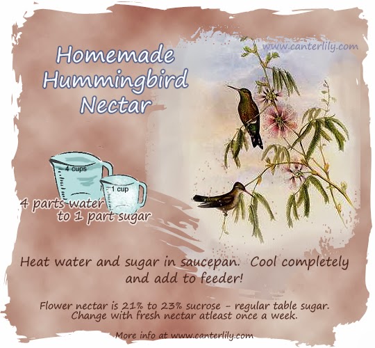 Homemade Hummingbird Food