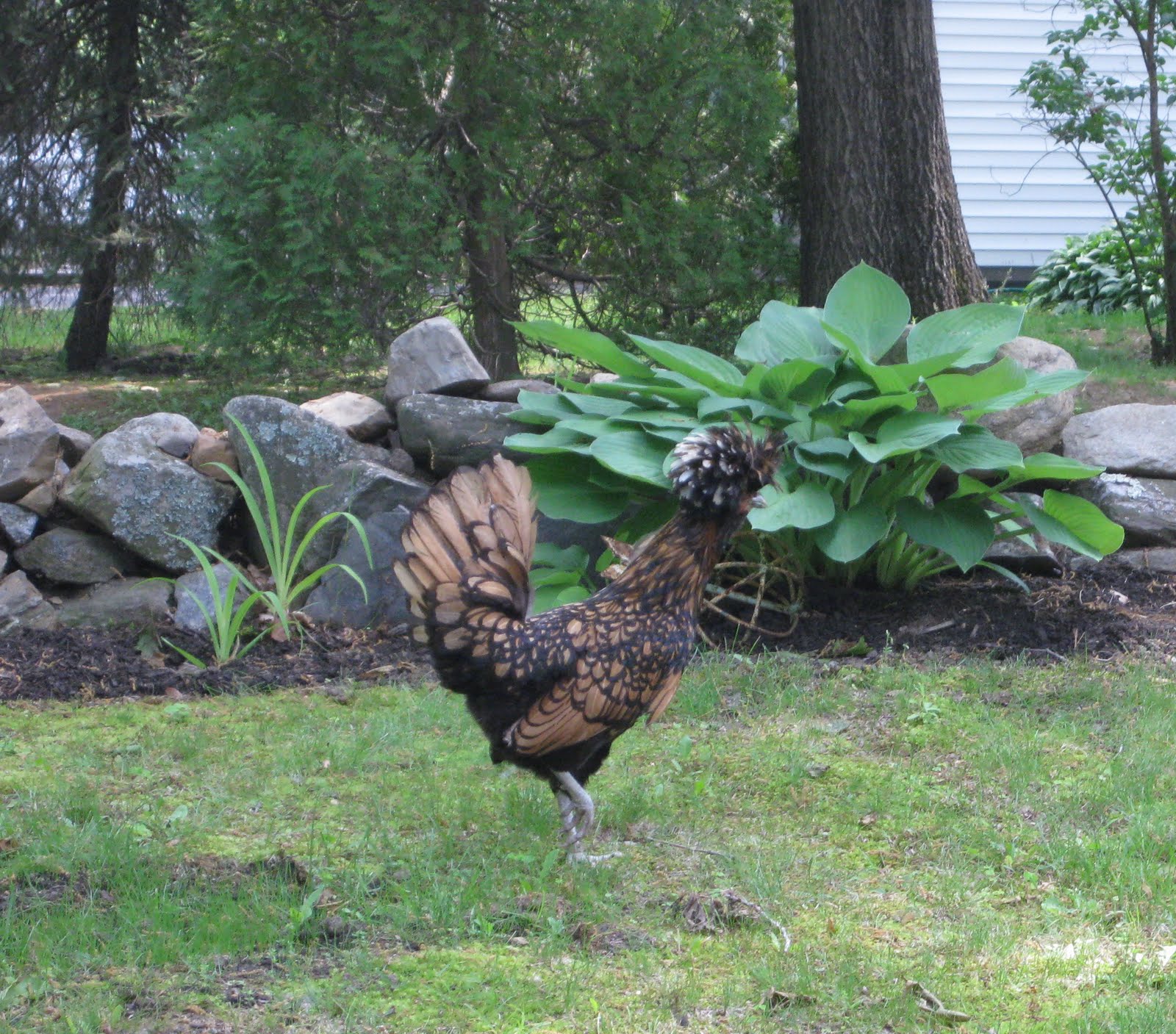 Of Sage and Sepia Chickens!