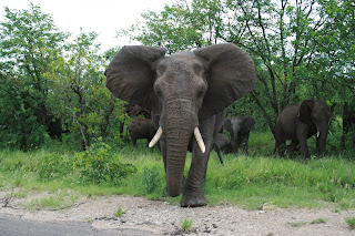 Nauwelijks onderweg staan we plotseling oog in oog met twee olifantenstieren waarvan er 1 rechtstreeks op ons afkomt.