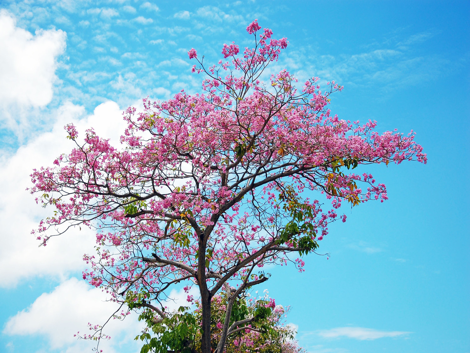 http://4.bp.blogspot.com/-H9sL3ucpFxQ/UDhsVGppfgI/AAAAAAAADfo/b5cs3l0gNAs/s1600/sakura_tree_wallpaper.jpg