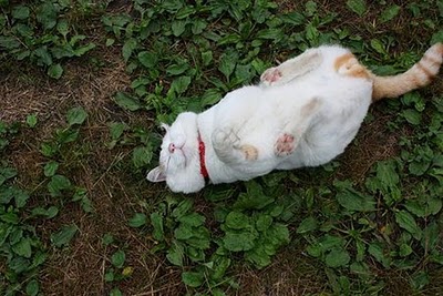 foto-foto shironeko