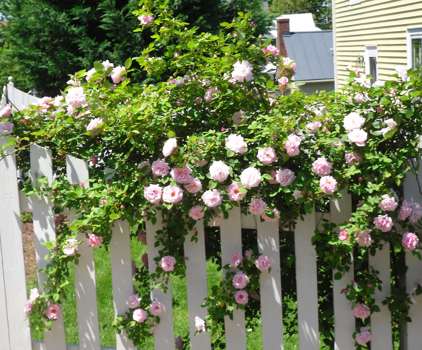 Culpeper Virginia White Picket Fence & Pink Roses