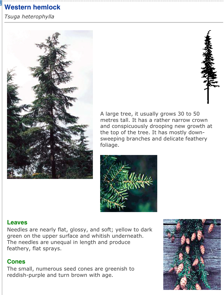 Vancouver Island Tree Species Vancouver Island Tree Species