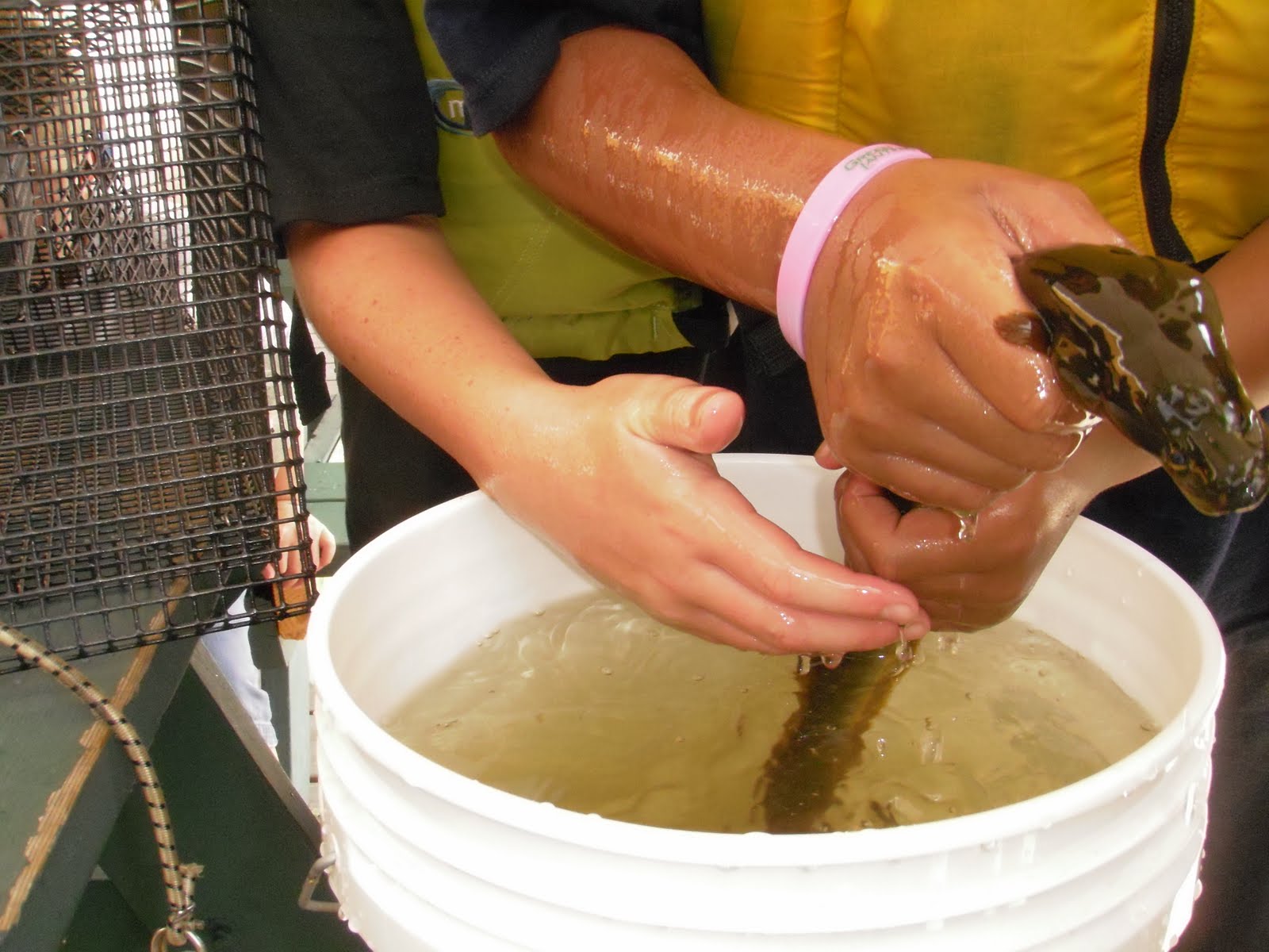 Sea, Sand & Sky: The Secret Life of Eels