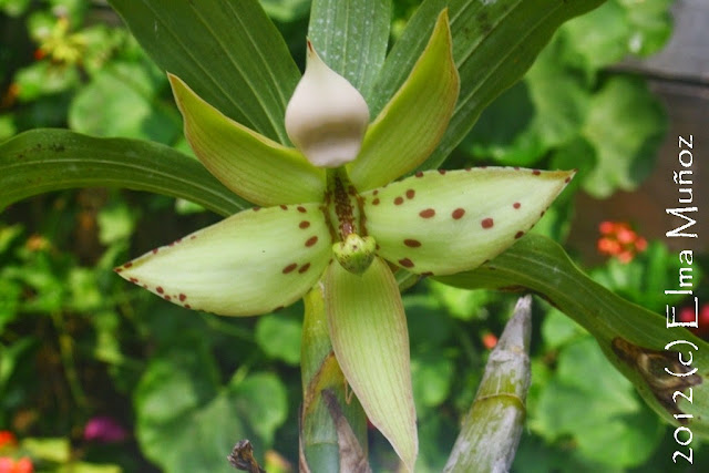 Cycnoches pentadactylon female. Orquidea del Peru