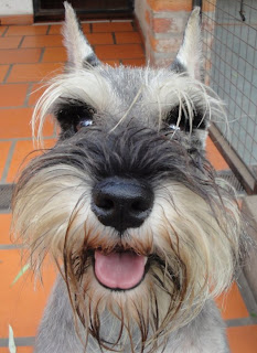 miniature schnauzer pets dog puppy puppies photo animal wallpaper miniature schnauzer pets dog puppy puppies photo animal wallpaper