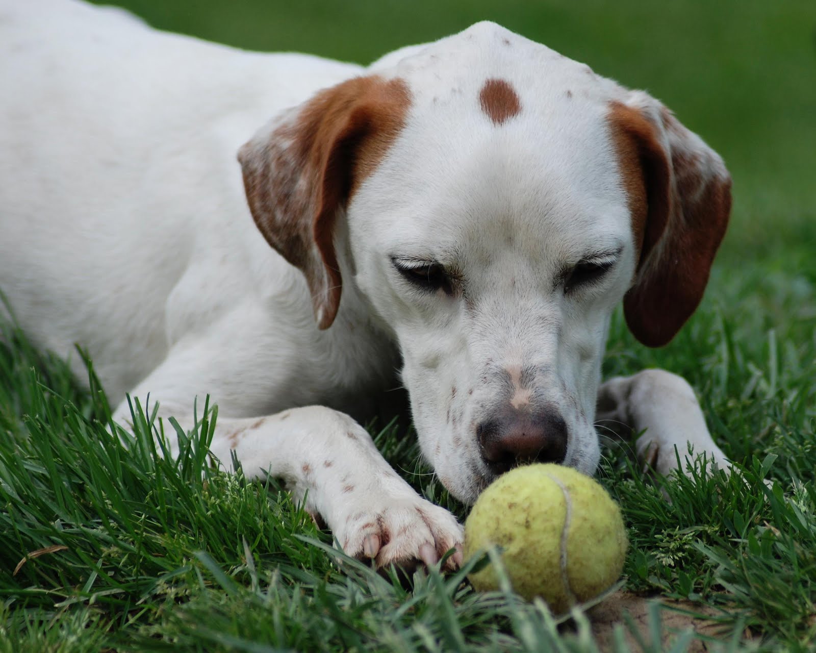 Fotos de cachorros: Cachorros brincando de bola
