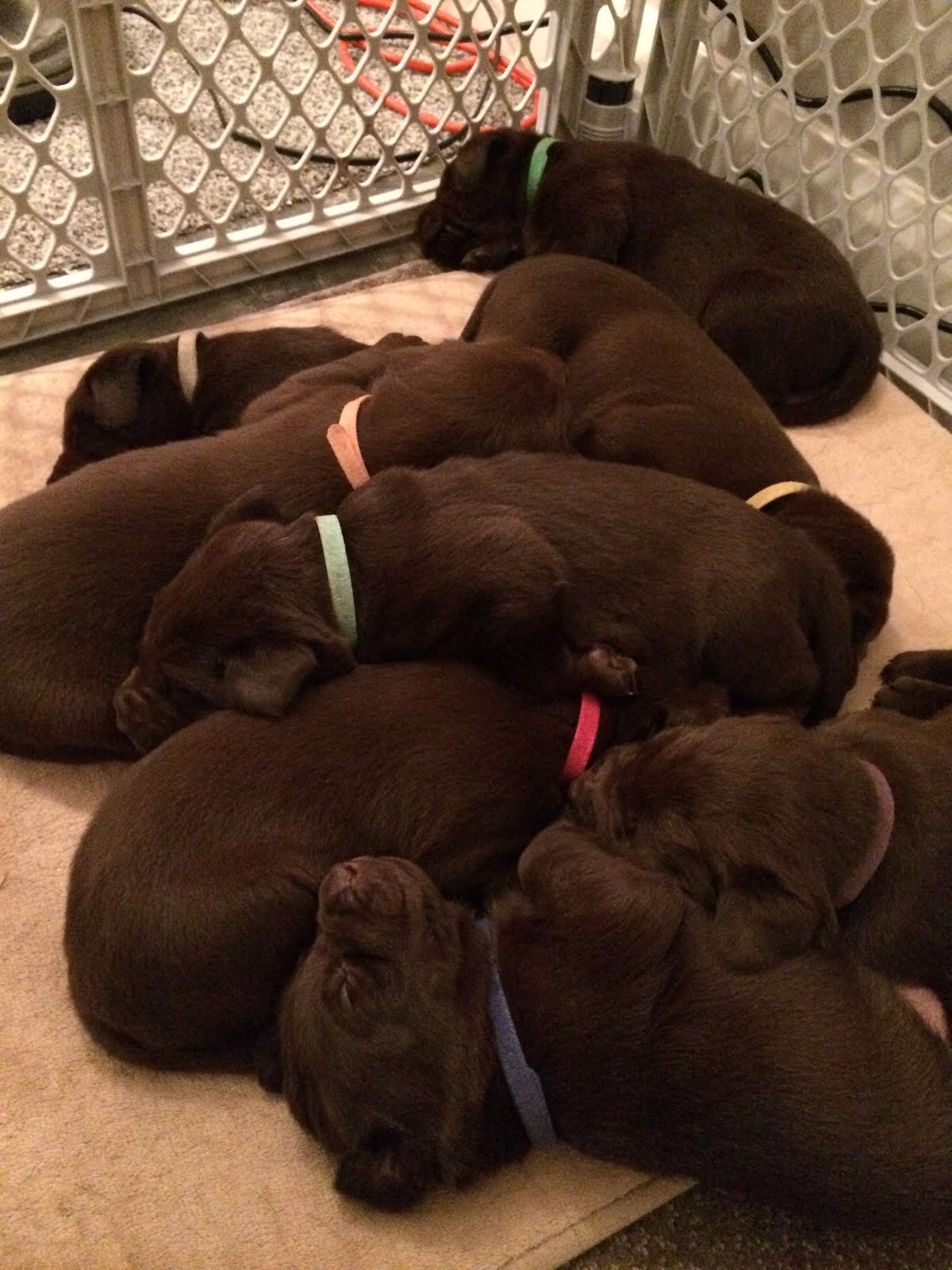 Puppy Dog Pile