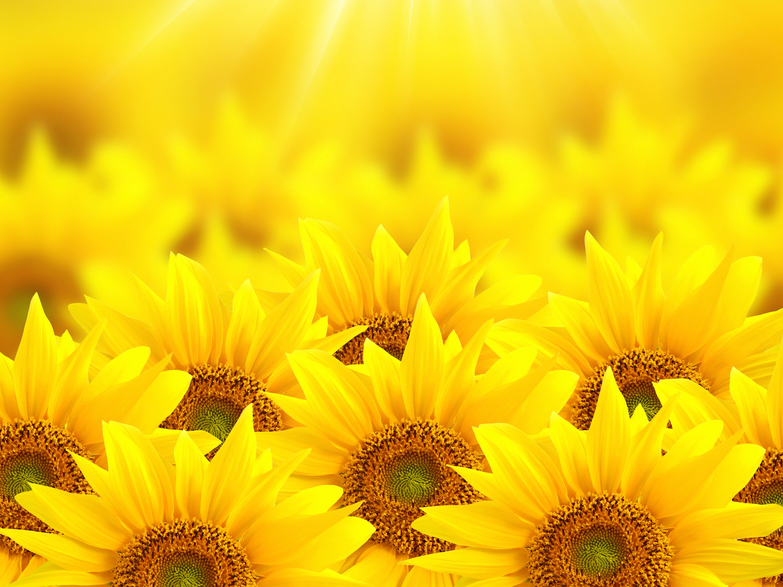 Early Sunflowers wallpaper – A people strong enough and well enough ...