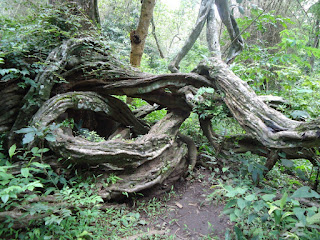 Strangler vines Dubare reserve forest