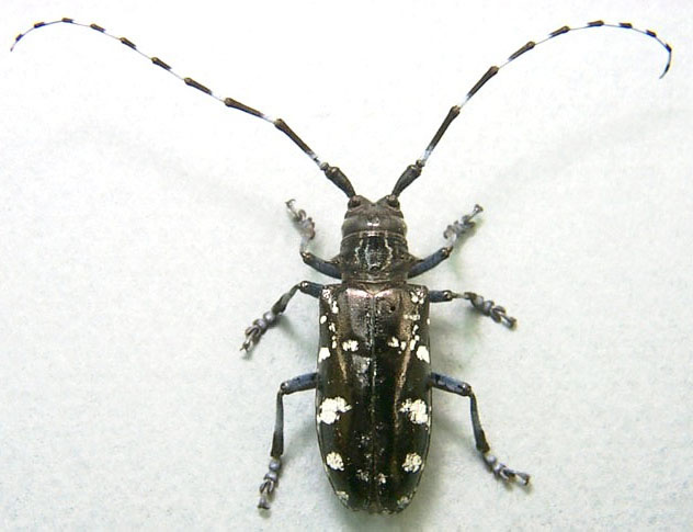 habitat horned beetle Asian long