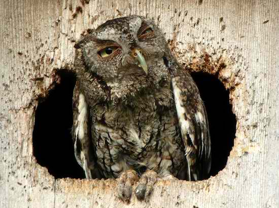 http://4.bp.blogspot.com/-HBrR-MWpyRY/TssBMjN8elI/AAAAAAAAEgA/2WiXGNISohg/s1600/hungover-owls-2.jpeg