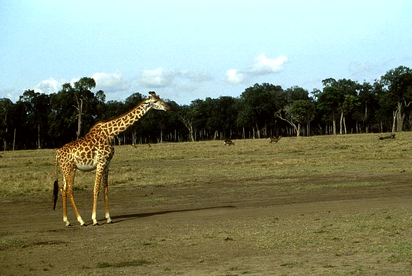 Giraffe (Giraffa camelopardalis)
