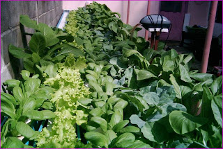 jual tanaman hidroponik tanamanbaru jual tanaman hidroponik tanamanbaru