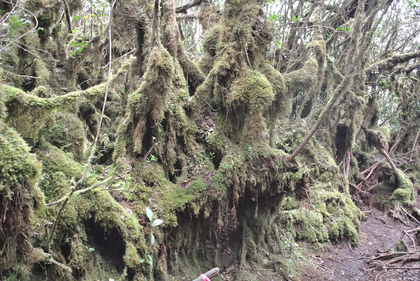 afifplc: Gunung Irau hike