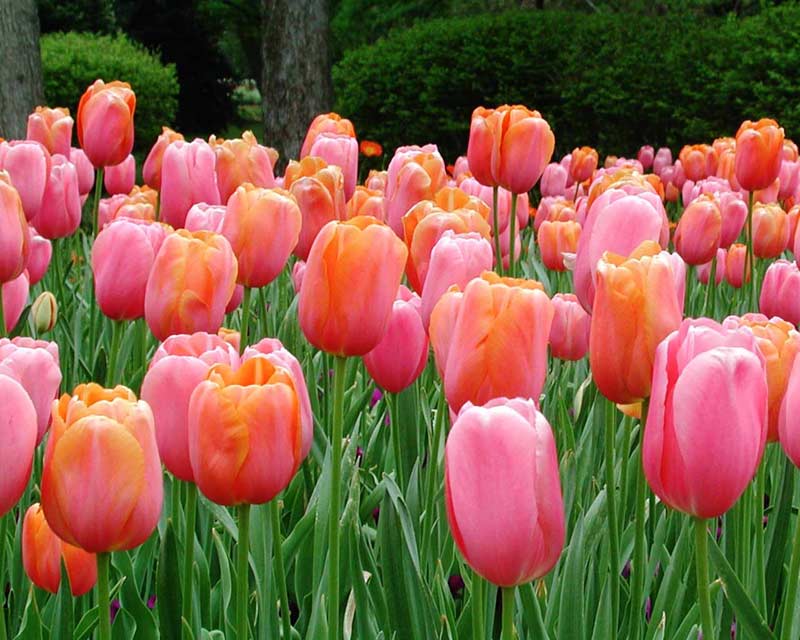 Flowers and Nature wallpapers TULIP FLOWERS