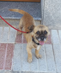 Coco de Maribel. ADOPTADO